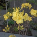 色とりどりのツツジ