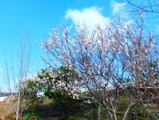 サクランボの花が満開🌸ストーカーズキャット