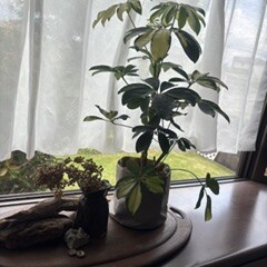出窓のグリーン。