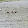 2025年7月15日の野鳥公園