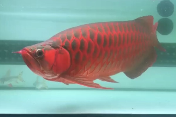 神龍 超炎龍
