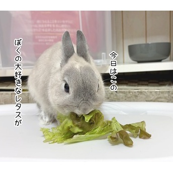 うさぎのルリ(10/25追記)
