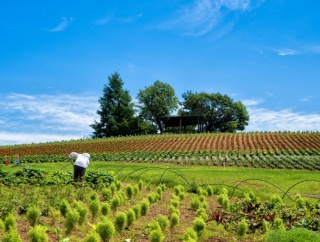 【田舎のミステリー】タヌキが人間に化ける説、これ多分マジ