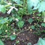 Wild Speculation -ITAGAKism-　[家計画と家庭菜園の記録]