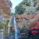 晩秋の関西に紅葉を観に往く 大阪箕面　箕面大滝周辺の紅葉