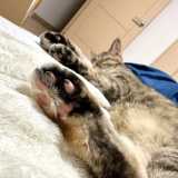 ねこ写真と告知日記