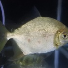 『8月20日(土)熱帯魚オススメ情報！』の画像