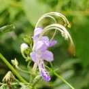 ８月の花