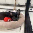 新入生　チワワ