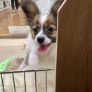 新入生のご紹介🐶💞