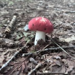 暇人、時々ひるがの高原へ行く！