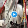 【心配】表参道の散歩業者、犬たちが尻尾も振らず元気なく見えてしまうと話題に…