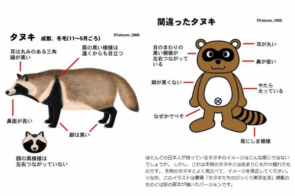 画像 デフォルメされたタヌキ 実物と違いすぎて話題に どうしてこうなった まとめんたる W 2chまとめ