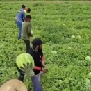 バケツリレーでどんどん積み込む、スイカ収穫の共同作業