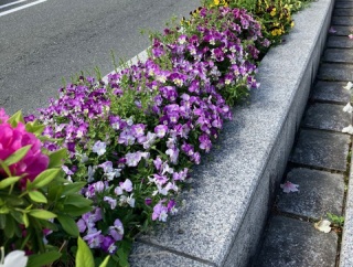 【宝塚市 イベント】参加者募集！宝来橋の花壇を自分たちの手で育みませんか！