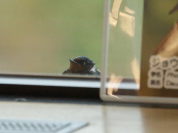 2026年4月4日の野鳥公園