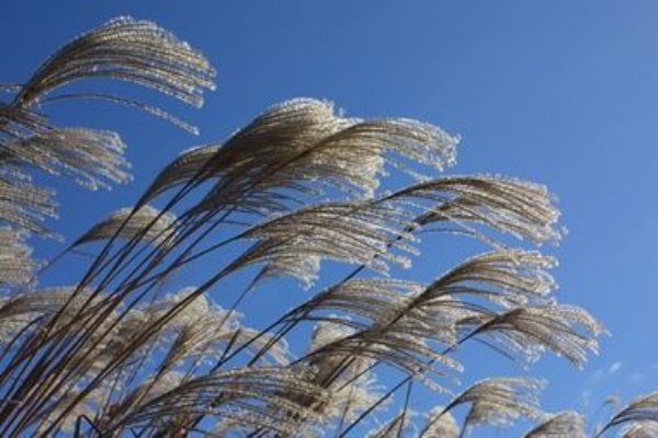 八十路の俳句帳 14年11月