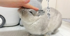 うさぎのルリ(8/9追記)