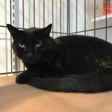 『ネコとイヌの人生模様、そしてその募金箱』の画像