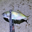 あわや、オデコでしたわぁ (*_*;