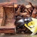 【ギラファ】【ベトヒラ】給餌