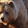 ヒグマ駆除の抗議電話に対し、北海道民がブチギレ！ 「4年前ヒグマに襲われた被害者は『上半身』が見つかってねーんだぞ！」