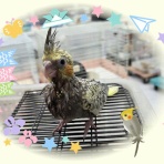 Small Animal Land