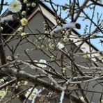 ナチュラルライフ