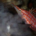 カリフラワー畑、最高っ！