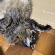 ブラッシング大好き猫