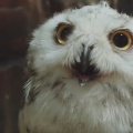閉園後の動物園　夜更かしな動物たちが、みるみる眠りに落ちていく理由