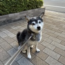 秋晴れのソーセージ＆目玉焼きとシーチキン