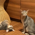 プチいざこざ兄弟