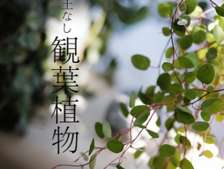 土なし観葉植物とNew in ナチュラルインテリア雑貨【PR】