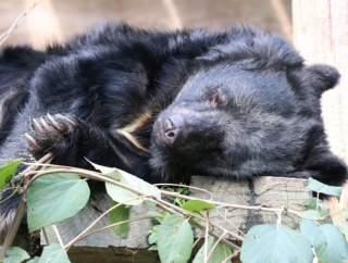 クマが倉庫内のおがくずの上に居座る　眠ったような状態で動かず　市がわなを設置　岩手県八幡平市
