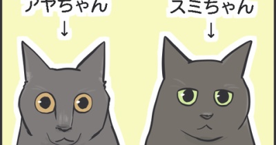 【猫写真】我が家の黒猫見分けクイズ