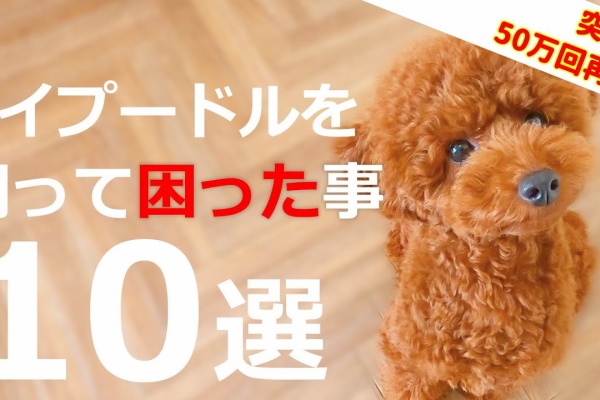 ペット動画まとめch おもしろ動画