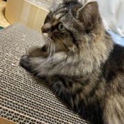 ブラッシング大好き猫