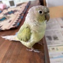 みいちゃんはウソをつきます🐥