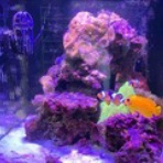 Dialy of MarineAquarium