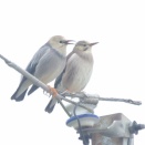 出水でギンムクドリ Red-billed Starling
