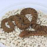 『【新入荷】シュウダ＆奇蟲』の画像