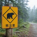 クマ被害が過去最多、国や自治体が対策強化　「すみ分け」が課題