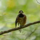 懐っこい野鳥～ヤマガラ～