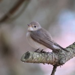 ヒロちゃんの花と鳥日記