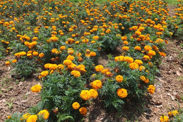 醤油と卵の探究をする鬼 マリーゴールド