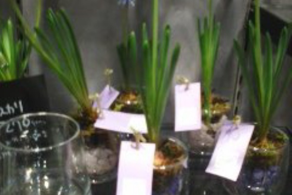 渋谷 代官山タウン情報 花屋 渋谷 代官山タウン情報 花屋