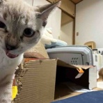 ねこかます