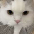 うちの猫が“ビビりすぎる“件について