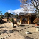 芳春院盆栽日記・67